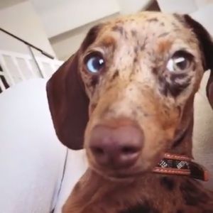 Meet your Posher, Hernann